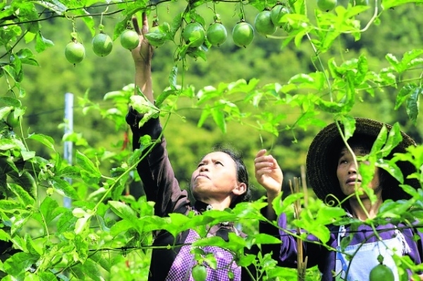 <b>小小百香果 致富大产业</b>