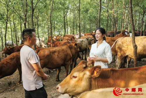 河南省：优质草畜专项推动山区肉牛规模发展