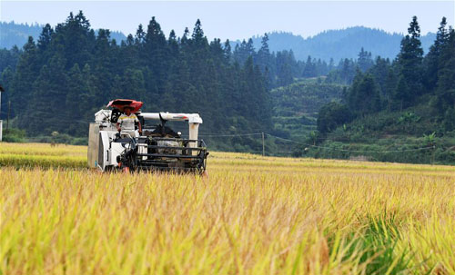 <b>贵州天柱：大坝水稻迎丰收</b>