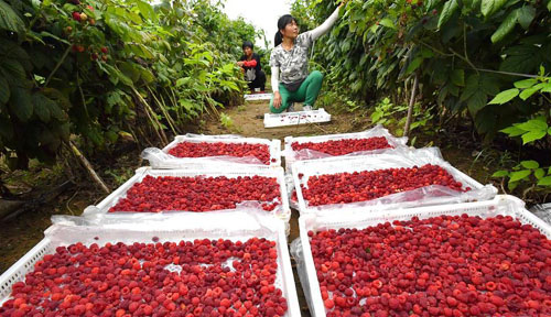 <b>河北迁安：特色种植促农增收</b>