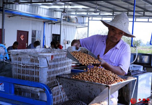 <b>安徽庐江：“鸡头米” 俏四方</b>