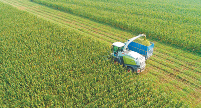 <b>青贮玉米促农增收</b>