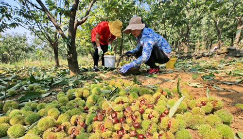 <b>河北迁西：“板栗之乡”收获忙</b>