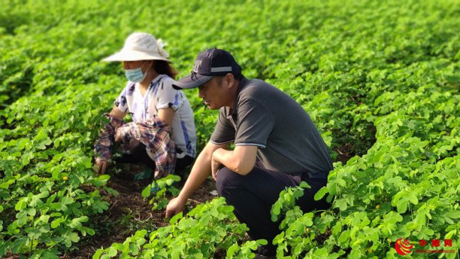 安徽五河县头铺镇：农技人员积极开展灾后技术指导助推产业扶贫