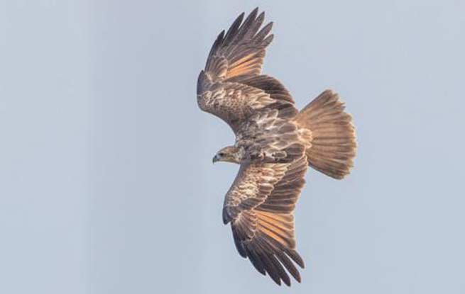 <b>国内罕见！栗鸢首次现身大理洱海畔</b>