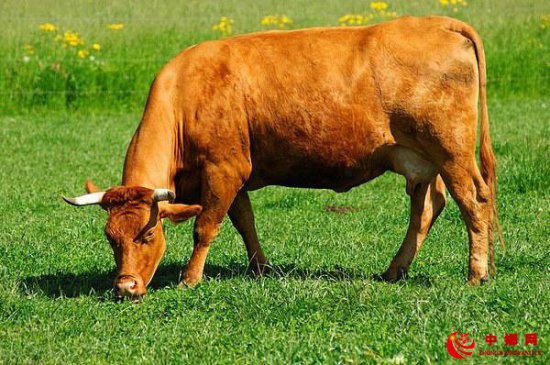 母牛产犊后瘫痪该咋治？