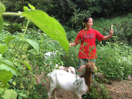 <b>张志菊：为父还债直播“原生态” 我不是舒城“李子柒”</b>