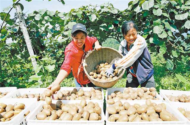 <b>猕猴桃长成扶贫大产业</b>