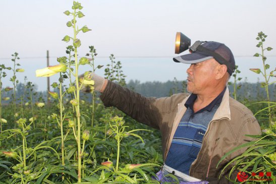 <b> 黄蜀葵花丰收 农民增收</b>
