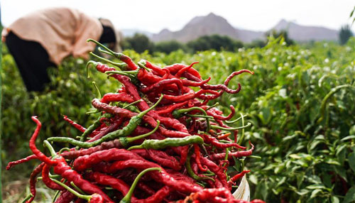 <b>青海循化：线辣椒迎丰收</b>