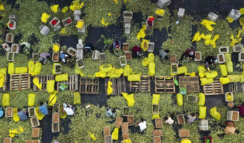 <b>河北遵化：山地核桃 助农增收</b>