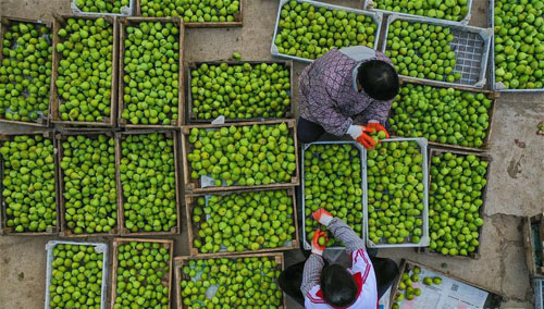<b>山东荣成：无花果秋果上市</b>