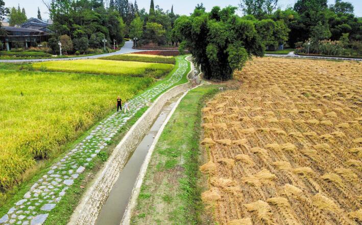 袁隆平的成都稻田 想吃？再等等