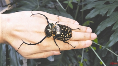 <b>四川第二次发现国家二级保护动物格长臂金龟</b>