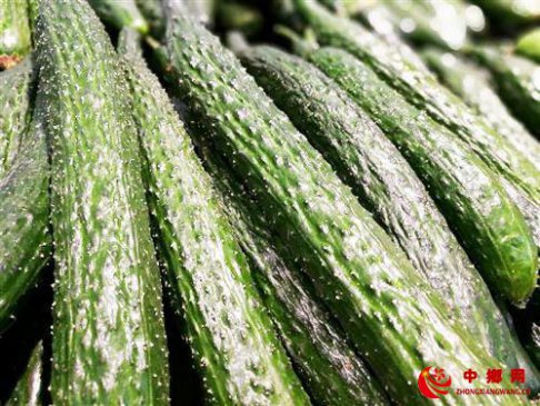 黄瓜藤蔓疯长怎么办？