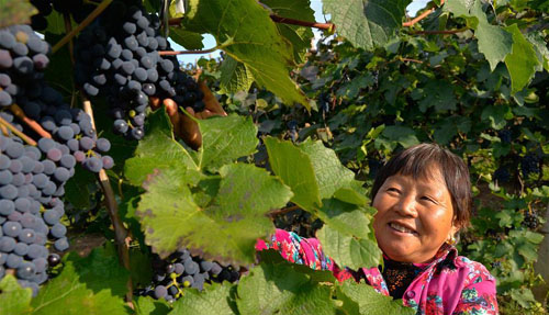 <b>山沟沟里葡萄飘香</b>