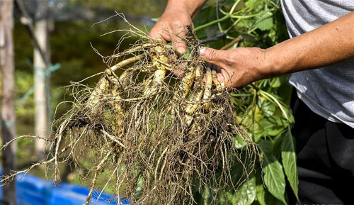 人参产业助民增收