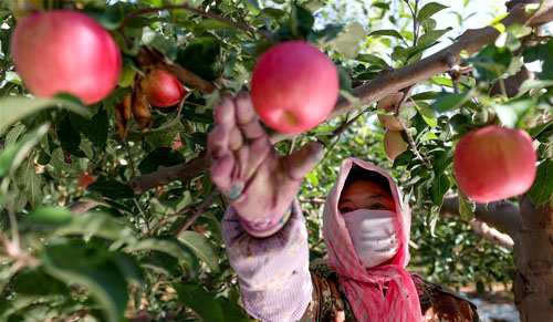 <b>宁夏中卫：苹果飘香采摘忙</b>