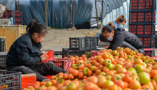 <b>内蒙古喀喇沁旗：番茄喜获丰收</b>