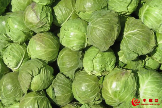 包菜贮藏技术和注意事项