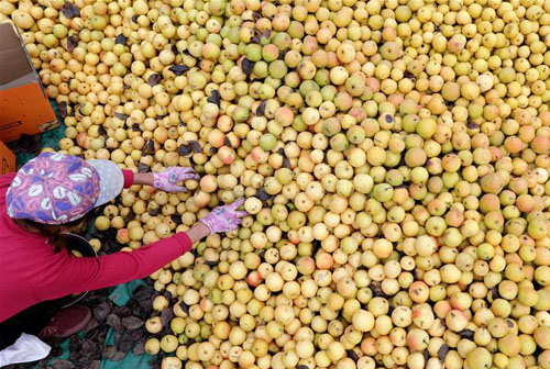 <b>丰收节 收获季</b>