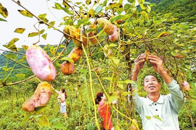 广元青川：八月瓜“开口”庆丰收
