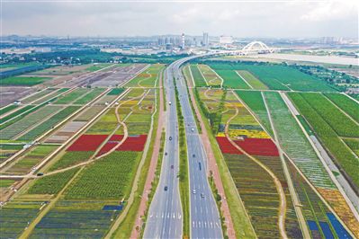 俯瞰南沙明珠现代都市农业实验园