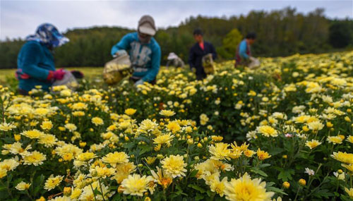 <b>中药材铺就致富路</b>