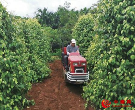 胡椒深松施肥机期待长大变强