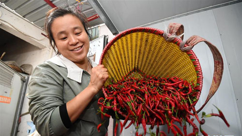 <b>贵州播州：“小辣椒”做成大产业</b>