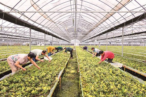 <b>南通脱贫攻坚:对标高水平 建立可持续增收机制</b>