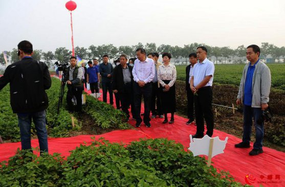 如何种出好花生？全国农技中心在河南正阳推出示范集成方案