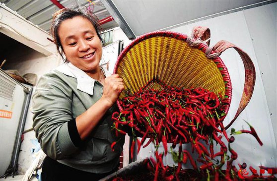 “小辣椒”做成大产业
