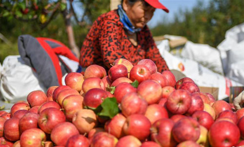 <b>苹果飘香丰收忙</b>