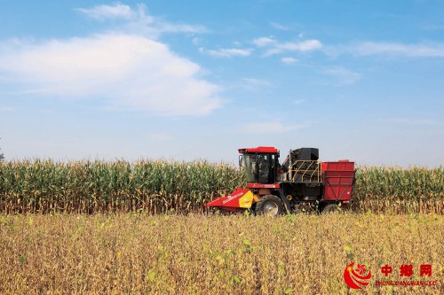 主粮机收损失率低　继续减损需多管齐下