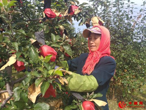 苹果喜丰收 果农笑开颜