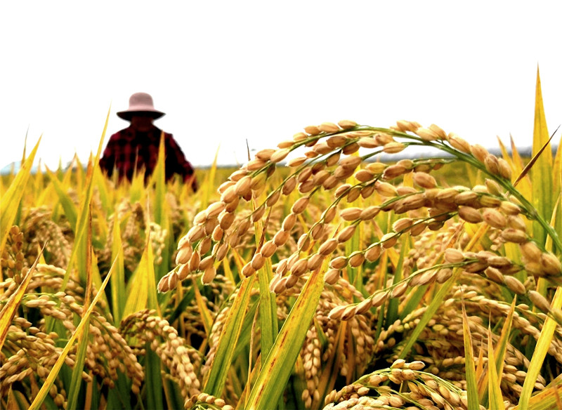 <b>山东郯城：3万亩良种水稻喜获丰收</b>