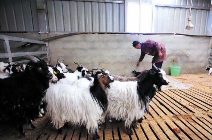 “黑宝贝”就这样变成了“软黄金”