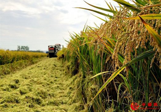 <b>山东郯城：秸秆还田给土地加上“营养餐”</b>