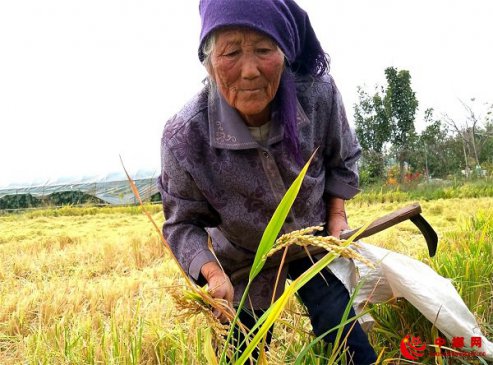 <b>山东郯城：农民节约粮食从点滴做起</b>