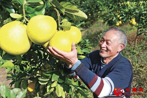 外婆味道的“梁平柚”回来了