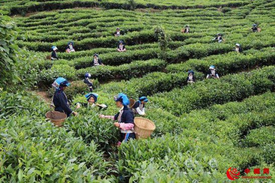 强化产业扶贫 云南普洱交出高质量脱贫答卷