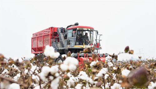 河北曲周：金秋机械采棉忙