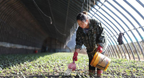 <b>辽宁台安：设施农业助增收</b>