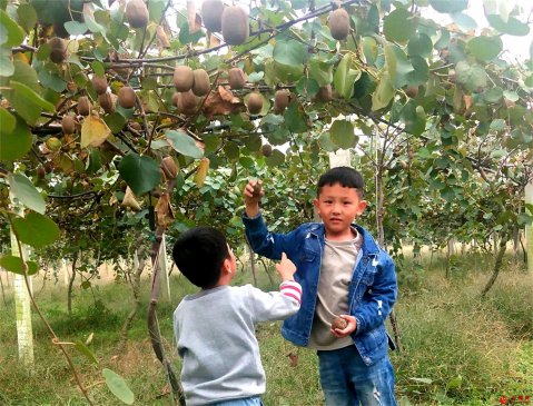 <b>山东郯城：亲身体验农事 感受丰收喜悦</b>
