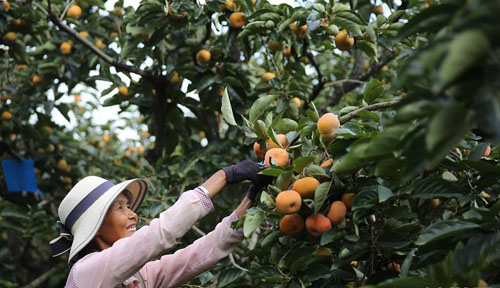 <b>云南保山：隆阳甜柿喜丰收</b>