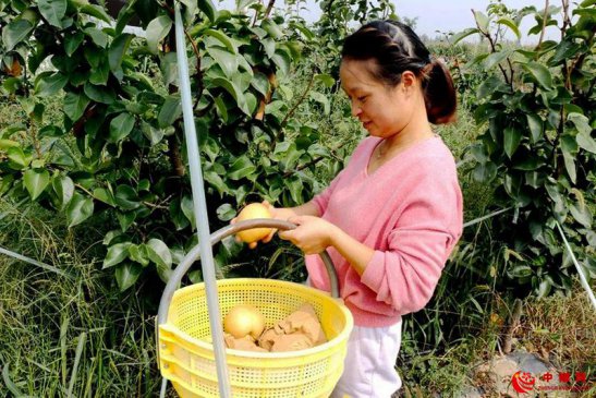 种下“脱贫梨”收获“致富果”