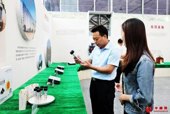 陕西柞水：：小木耳成了增收致富“金耳朵”