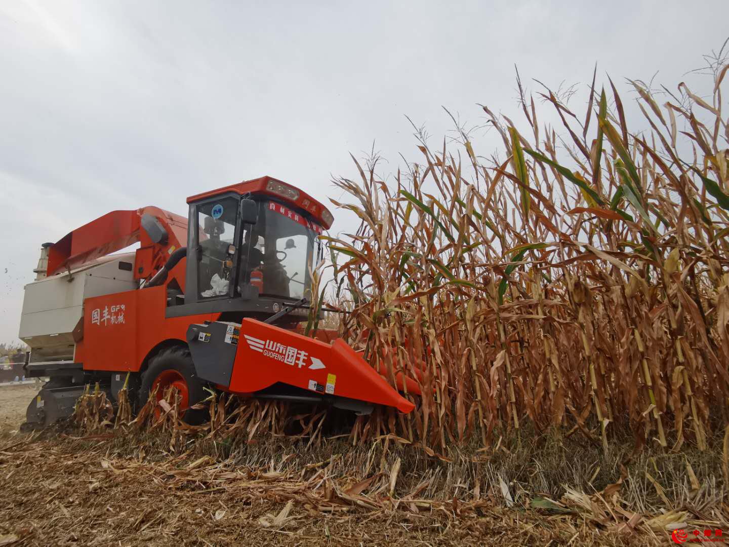 李丽颖.jpg 李丽颖.jpg