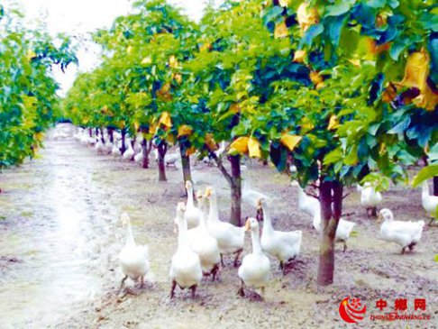 果园养殖有“钱景”